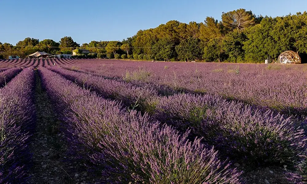 Notre domaine de lavandin bio à Aix-en-Provence