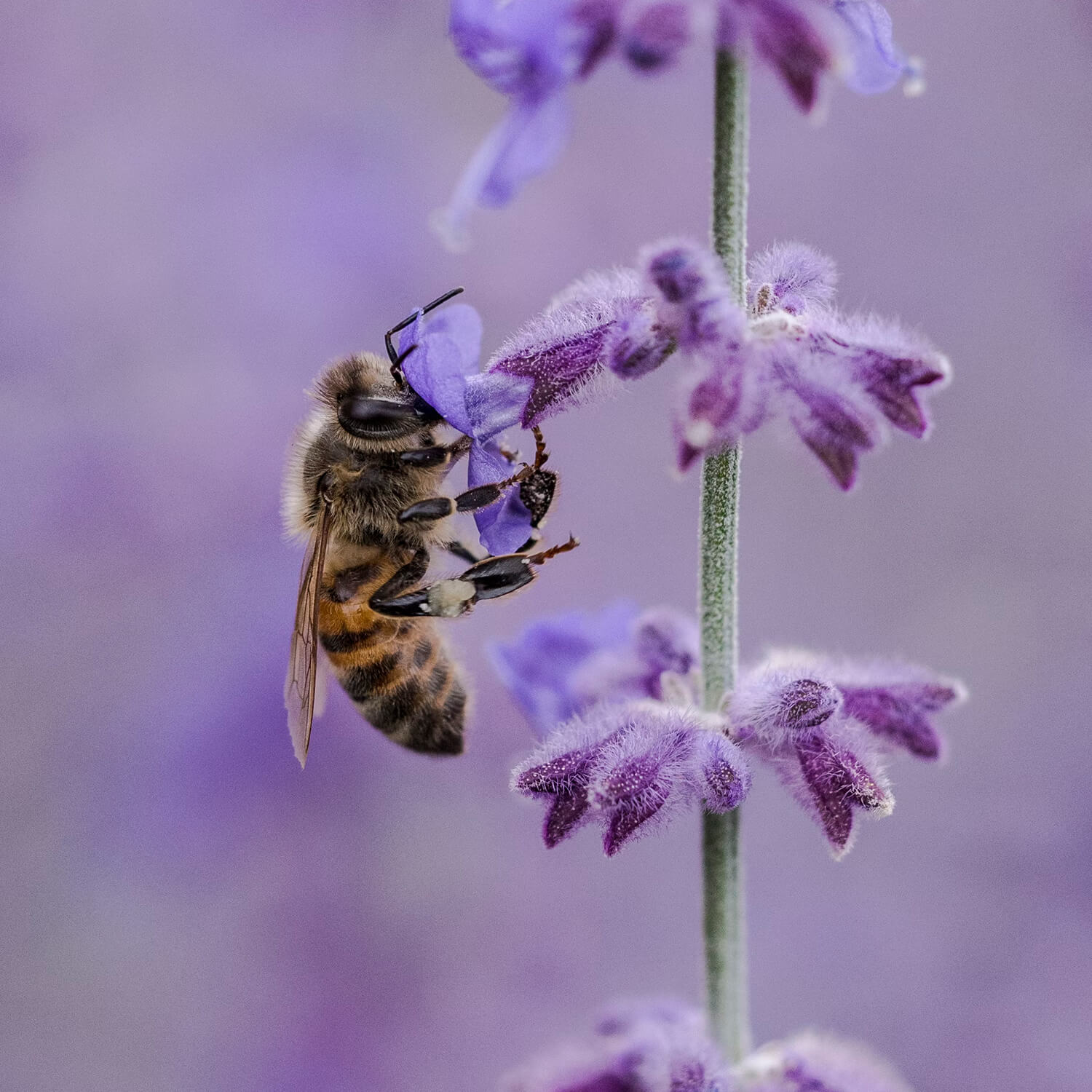 Abeille sur notre Lavandin