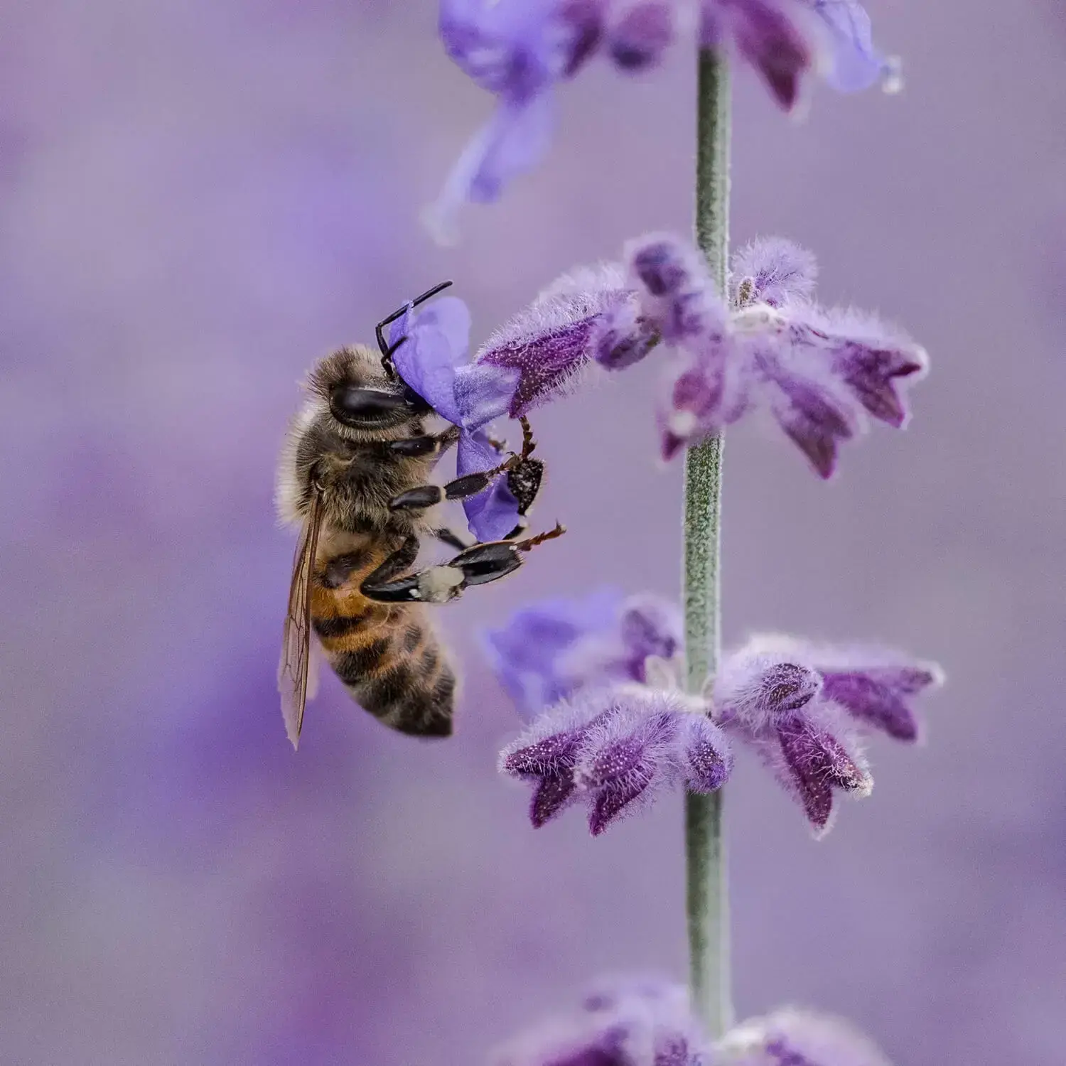 Abeille sur notre Lavandin